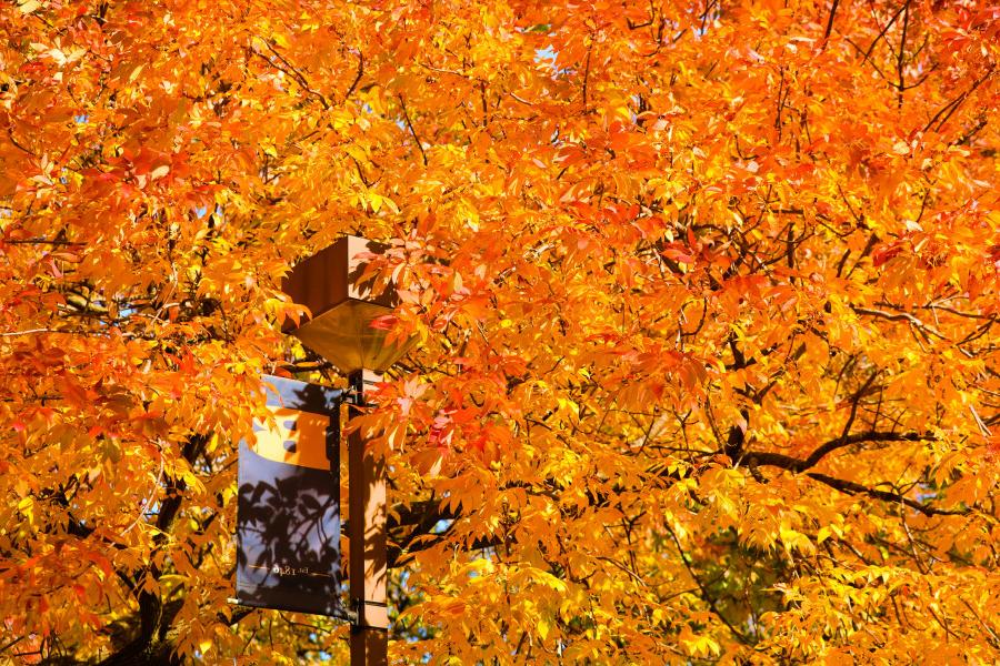 Fall colors on the Beloit College campus.